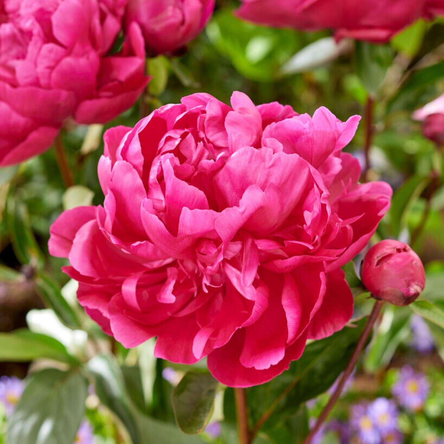 Pivoine ‘Red Sarah Bernhardt’